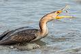 Kirms Photography Crested Cormorant-11